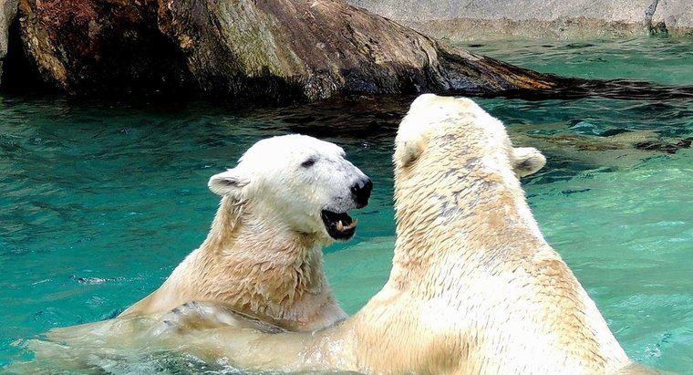 Jak odtwarzają niedźwiedzie polarne?