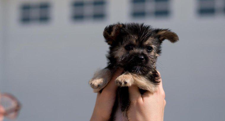 Jak znaleźć maltańskiego-Yorkie Rescue Rescue Puppy do adopcji?