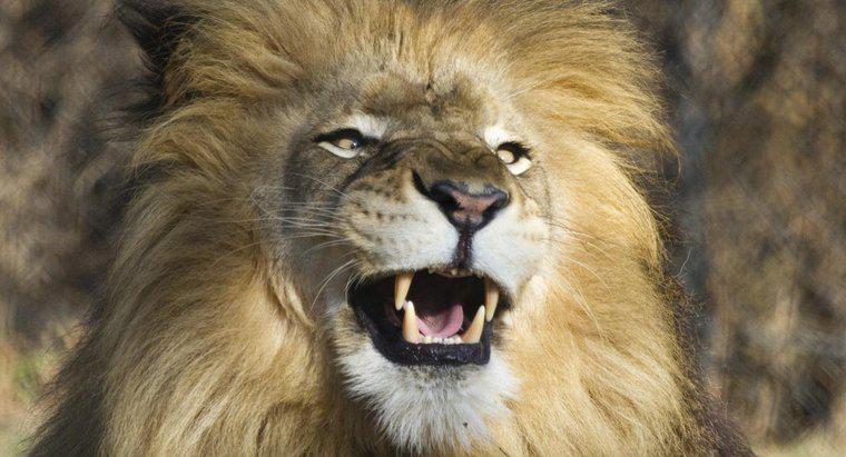 Jakie są zęby lwa?