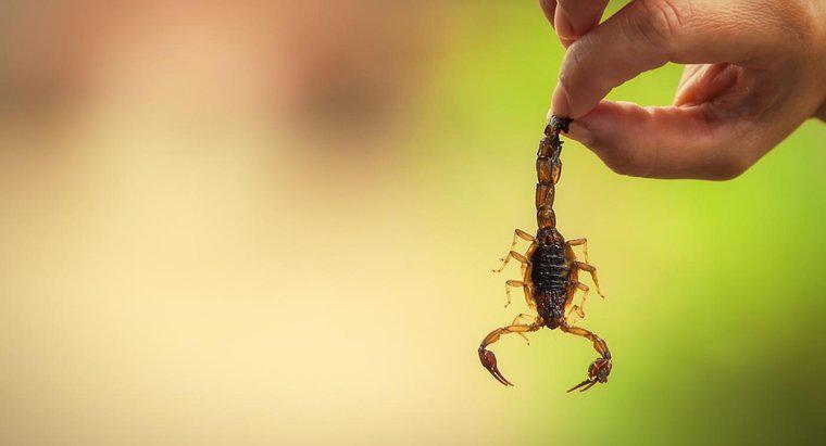 Jakie są niektóre adaptacje Skorpiona?