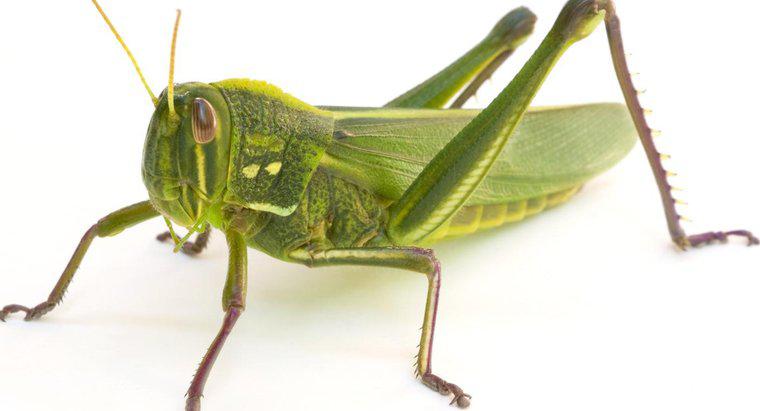 Czy nogi Grasshoppera mogą rosnąć?