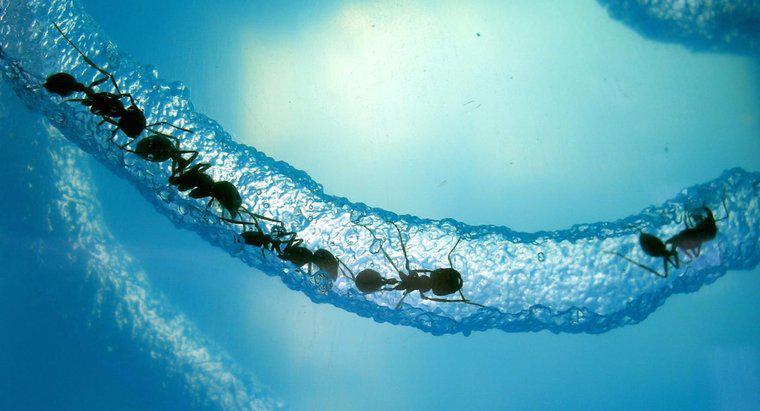Jak długo może przetrwać mrówka pod wodą?