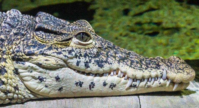Czy krokodyle mają uszy?