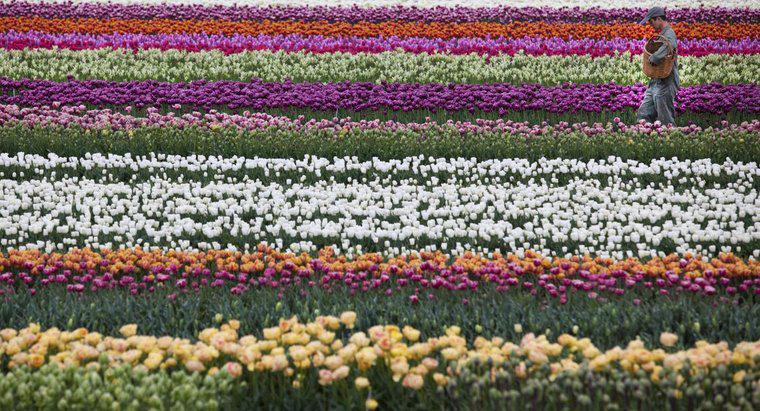 Co to jest narodowy kwiat Holandii?