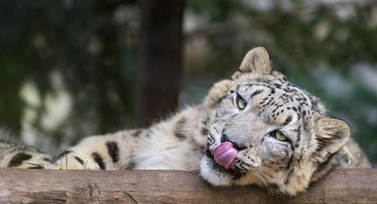 Jakie są fakty na temat Snow Leopard dla dzieci?