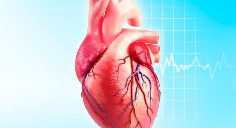 Jaka jest funkcja tętnicy Circumflex?