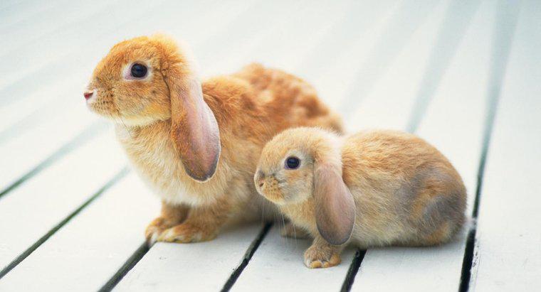 Jak rosną duże królicze króliki?