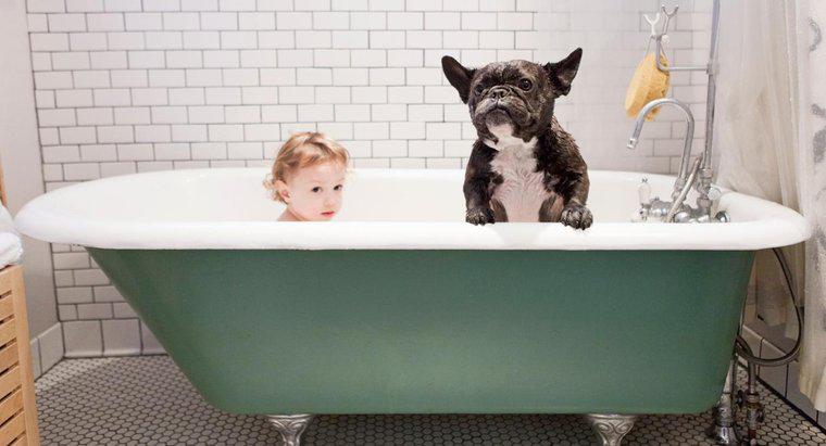 Dlaczego psy pachną nawet po kąpieli?