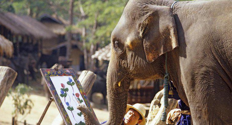 Czy słonie mają dobre wspomnienia?