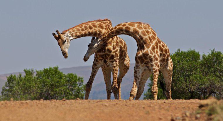 Ile kości znajduje się w szyi żyrafy?