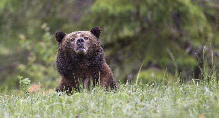 Jak wysoki jest niedźwiedź grizzly?