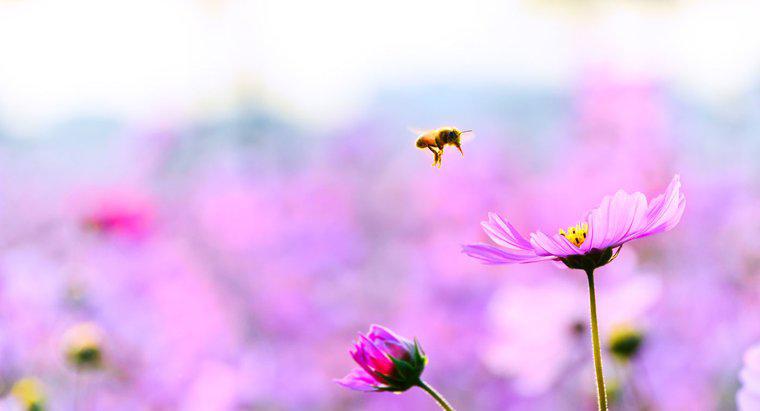 Jak szybko latają pszczoły?