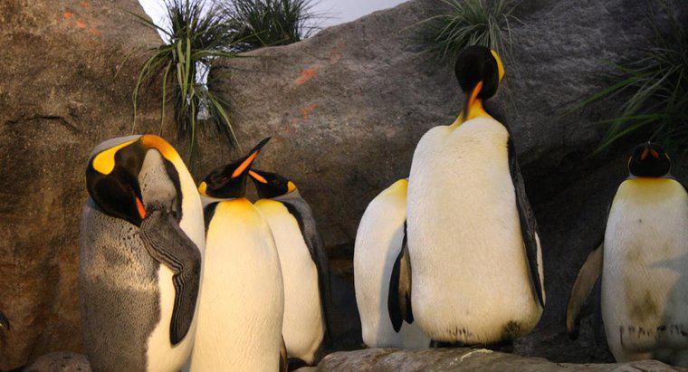 Co to jest siedlisko pingwina królewskiego?