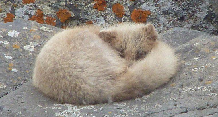 Jakie są wrogowie arktycznego lisa?