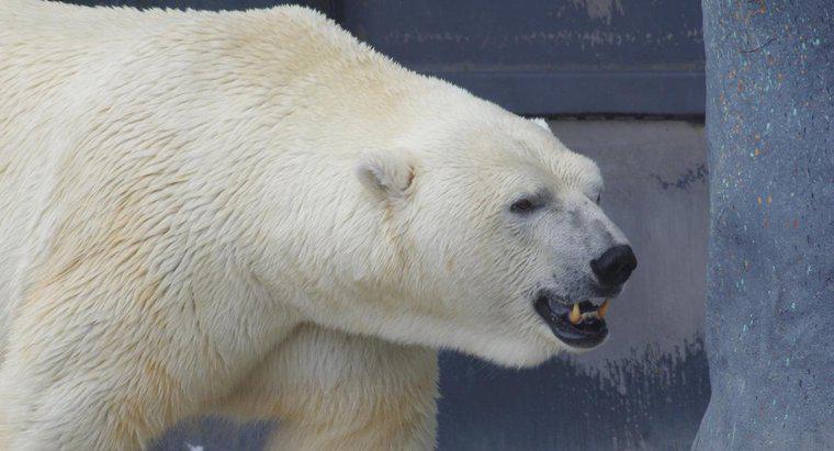 Co je niedźwiedź polarny?