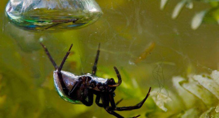 Jakie są interesujące informacje na temat pająków wodnych?