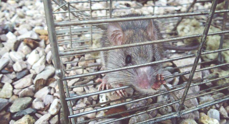 Jak pozbyć się szczurów i myszy bez trucizny?