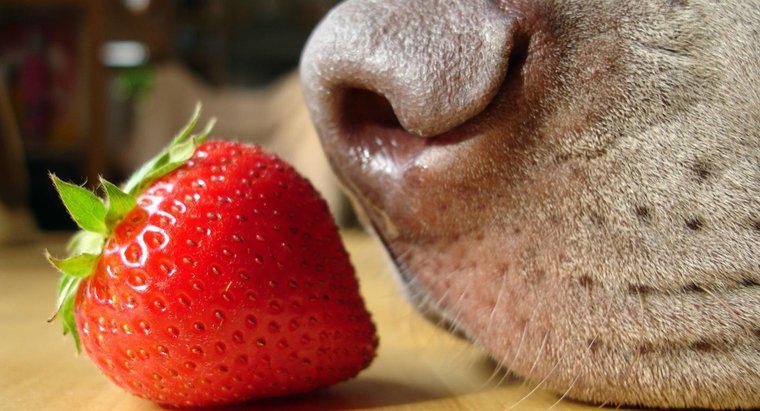 Czy truskawki są dobre dla psów?