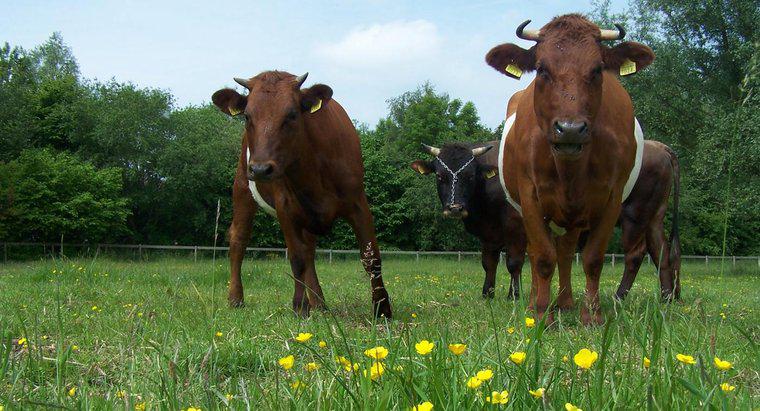 Jak wyhodować byki i krowy?