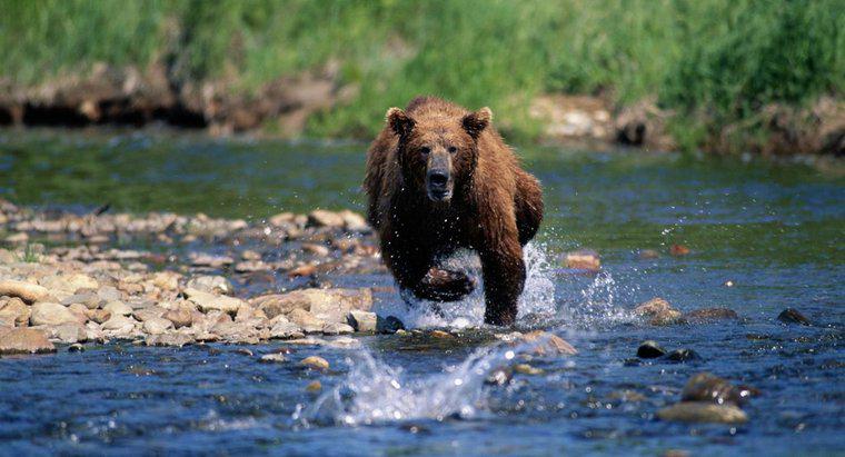 Jak szybko może biegać niedźwiedź?