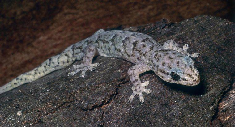 Jak dbać o marmurkowaty Gecko?