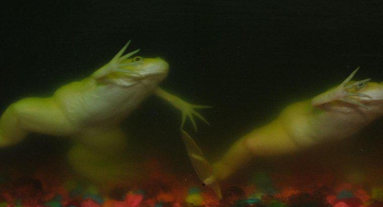 Jak długie żaby wstrzymują oddech pod wodą?