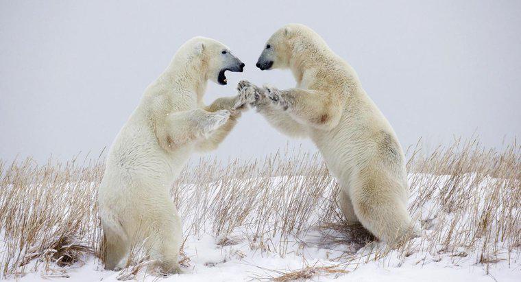 Co to jest obrona niedźwiedzia polarnego?