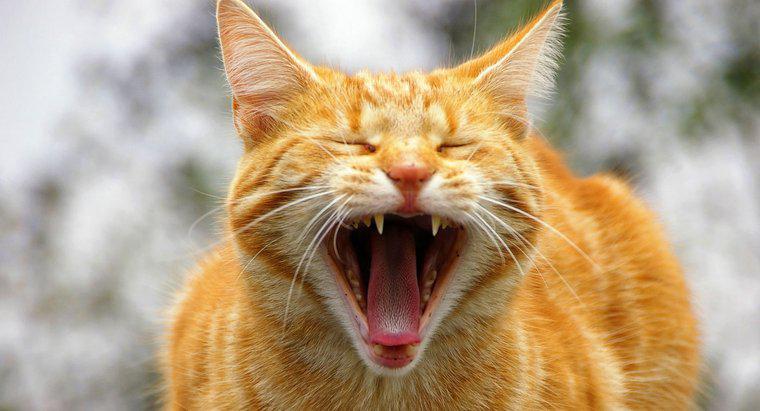 Ile dźwięków może zrobić kot?