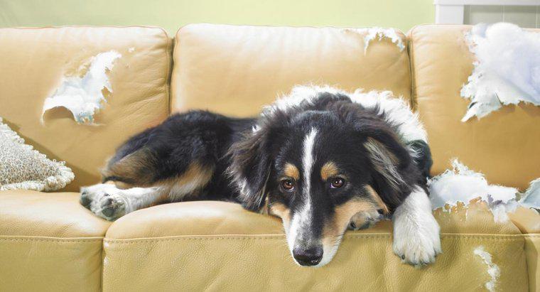 Jakie są środki zaradcze w utrzymaniu psów z dala od mebli?