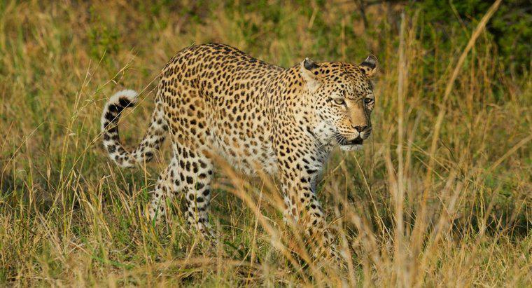 Co to jest siedlisko Leoparda?