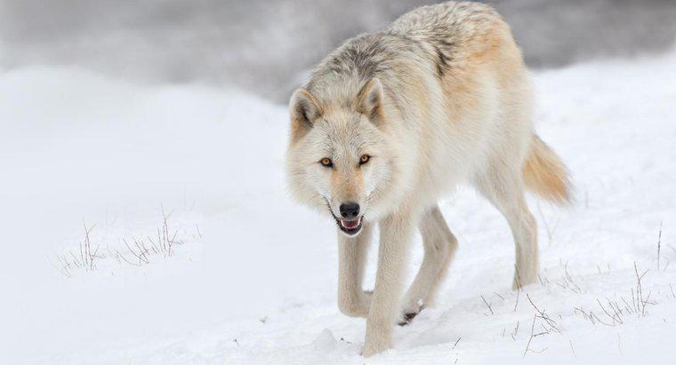 Dlaczego wilki są zagrożone na wolności?