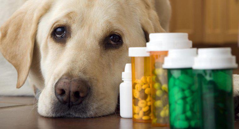 Czy mogę dać swojemu psu środek przeciwbólowy?