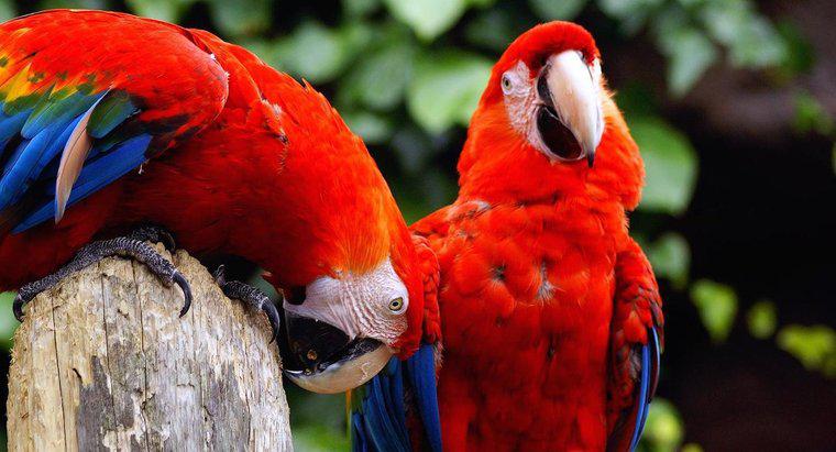 Jakie rodzaje dźwięków robią papugi?