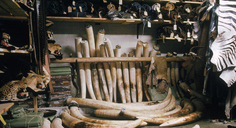 Jakie są zastosowania słoniowej kości słoniowej?