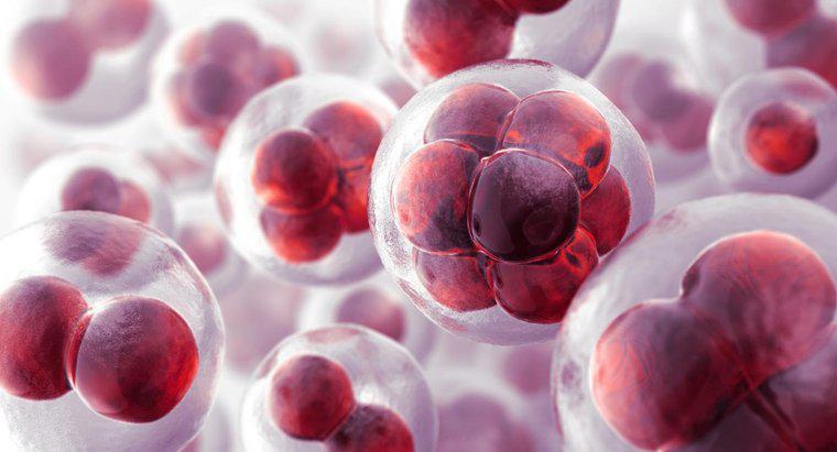 Dlaczego komórki nazywa się podstawową jednostką życia?