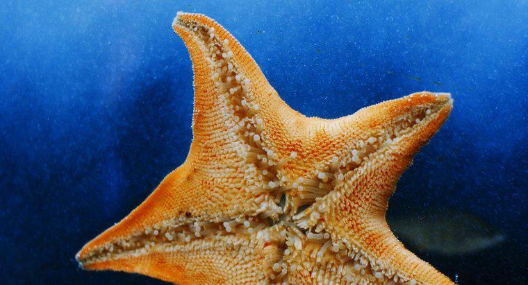 Czy Starfish Have Bones?