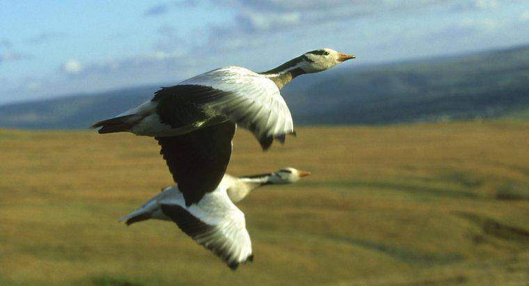 Jaki jest najwyższy latający ptak?