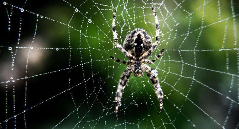 Jak rozpoznać pająka?