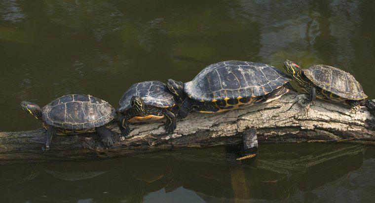 Jak duże żółwie żółwi się popsuły?