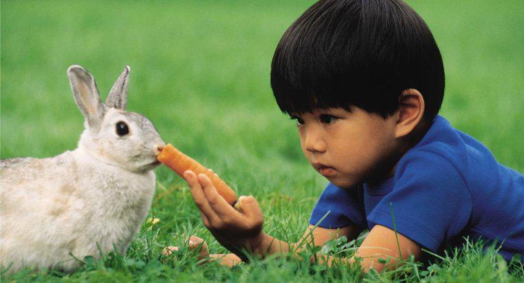 Co je królik?