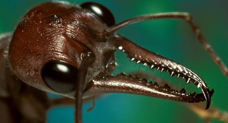 Jak wygląda ukąszenie mrówki i jak sobie z tym radzisz?