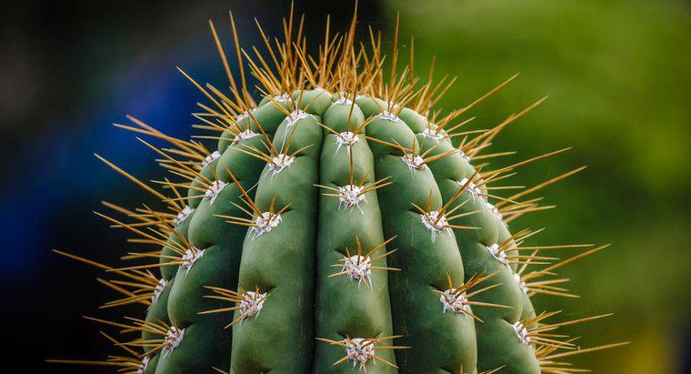 Jak pozbyć się kaktusa?