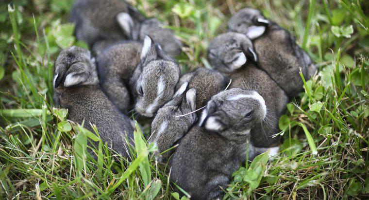 Jak długo króliki pozostają w ciąży?