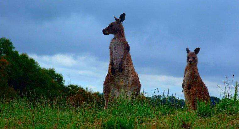 Gdzie kangury mieszkają w Australii?