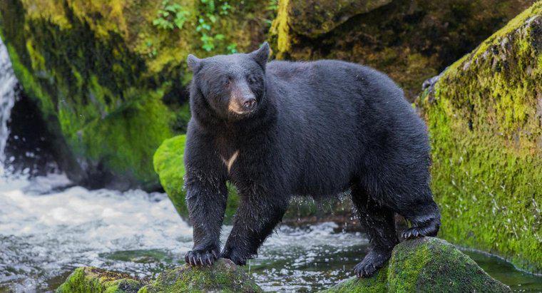 Jakie są ofiary i drapieżniki czarnych niedźwiedzi?
