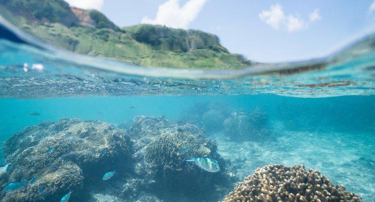 Jakie są fakty na temat ekosystemów oceanicznych?