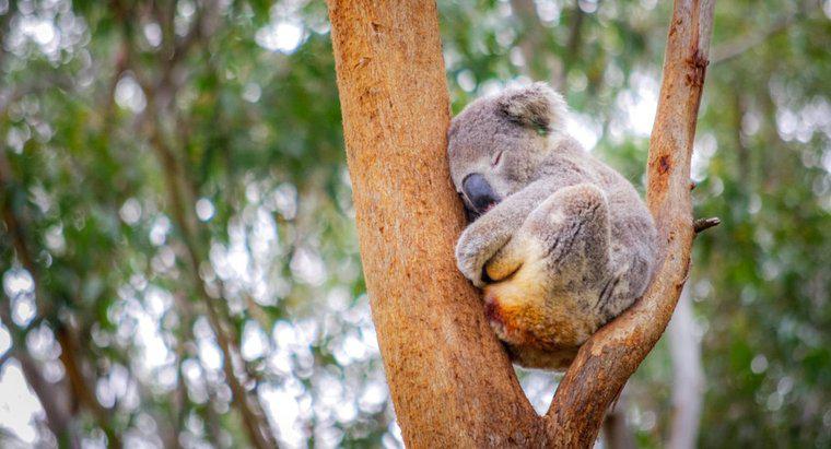 Gdzie spać Koale?
