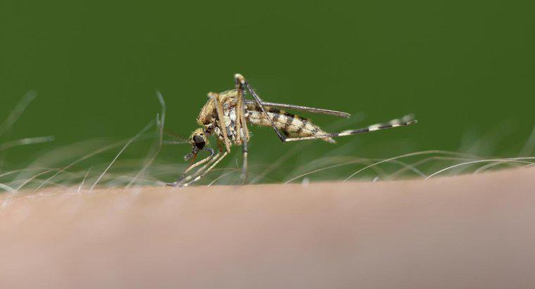 Czy komary naprawdę wolą odgryzać jednych ludziom innym?