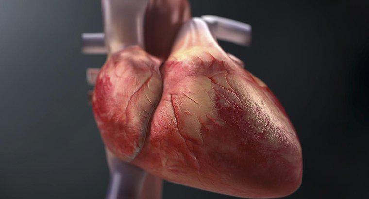 Jak prześledzić przepływ krwi przez serce?