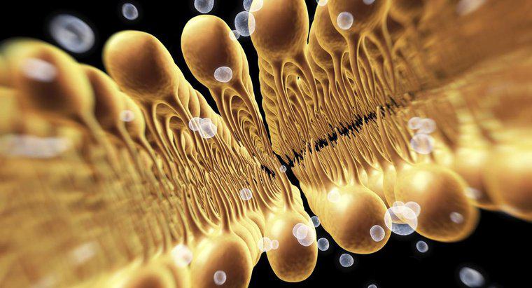 Nauka i biologia: funkcja błony komórkowej